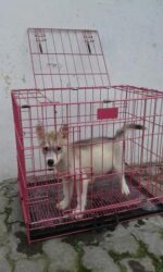 Jual Anjing Siberian Husky Stambum